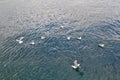 Seagulls on the water