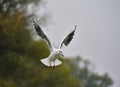 Seagulls in flight Romania 283