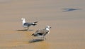 Seagulls in the waves of the surf on the beach sand in streams of water. Ocean. Isle. Sunny bright light. Royalty Free Stock Photo