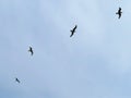 Seagulls wheeling over Dun Laoghaire, Ireland