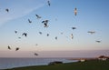 Seagulls in Whitstable.