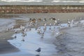 Seagulls and wild ducks lie on the shores of Lake Balaton. The soil is similar to the sand of a desert beach. Royalty Free Stock Photo