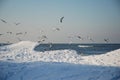 Seagulls in winter Royalty Free Stock Photo