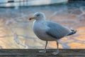 Seagulls at winter. Frozen Copenhagen canal. Cold sunny winter day in Denmark Europe Royalty Free Stock Photo