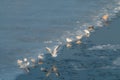 Seagulls at winter on ice. Frozen Copenhagen canal. Cold sunny winter day in Denmark Europe