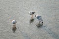 Seagulls at winter on ice. Frozen Copenhagen canal. Cold sunny winter day in Denmark Europe Royalty Free Stock Photo