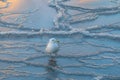 Seagulls at winter on ice. Frozen Copenhagen canal. Cold sunny winter day in Denmark Europe Royalty Free Stock Photo