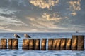 Seagulls on wood groins