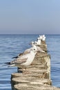 Seagulls on wooden posts as breakwaters on the Baltic beach