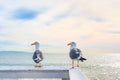 Seagulls on wooden railings by the ocean