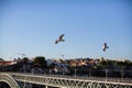 Seaguls above Dom Luis I bridge in Porto.