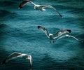 Seaguls above the water