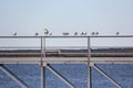 Seaguls on bridge