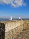 Seaguls on the coast