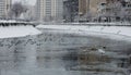 Seaguls on the Dambovita River, Bucharest