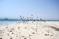 Seaguls on the Egyptian beach