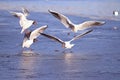 Seaguls fighting over food Royalty Free Stock Photo