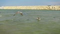 Seaguls fishing in low water, slow motion