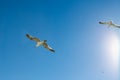 Seaguls soaring in the sunny sky Royalty Free Stock Photo