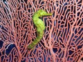 Seahorse Royalty Free Stock Photo