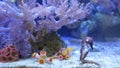 Seahorse amidst corals in aquarium. Close up seahorses swimming near wonderful corals in clean aquarium water. Marine underwater