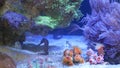 Seahorse amidst corals in aquarium. Close up seahorses swimming near wonderful corals in clean aquarium water. Marine underwater