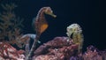 Seahorse amidst corals in aquarium. Closeup yellow seahorse swimming near wonderful corals in clean aquarium water. Marine