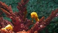 Seahorse amidst corals in aquarium. Closeup yellow seahorse swimming near wonderful corals in clean aquarium water. Marine