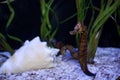seahorse in aqua