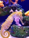 Seahorse