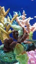 Seahorse Royalty Free Stock Photo