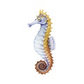 Seahorse bright watercolor illustration. Hand drawn small tropical sea-horse fish. Aquarium colorful creature on white background. Royalty Free Stock Photo