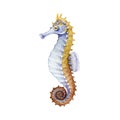 Seahorse bright watercolor illustration. Hand drawn small tropical sea-horse fish. Aquarium colorful creature on white background.