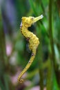 Seahorse close up Royalty Free Stock Photo