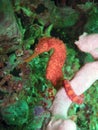 Seahorse on coral reef Royalty Free Stock Photo