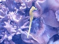Seahorse and corals underwater