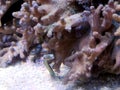 Seahorse and corals underwater