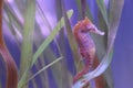 A seahorse encircling the leaves with its tail Royalty Free Stock Photo
