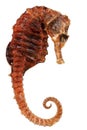 Seahorse fish dried