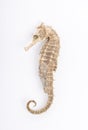 Seahorse in front of white background isolated Royalty Free Stock Photo