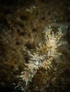 A seahorse hides camoflauged in algae off Venice Beach on a shark tooth dive, Florida