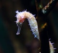 Seahorse (Hippocampus)