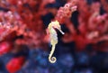 A seahorse Hippocampus swimming in water tank Royalty Free Stock Photo