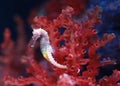 A seahorse Hippocampus swimming in water tank Royalty Free Stock Photo