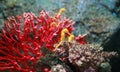 Seahorse Hippocampus swimming in aquarium tank Royalty Free Stock Photo