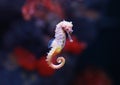 Seahorse Hippocampus swimming in aquarium tank Royalty Free Stock Photo