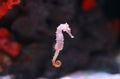 Seahorse Hippocampus swimming in aquarium tank Royalty Free Stock Photo