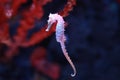 Seahorse Hippocampus swimming in aquarium tank