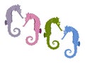 Seahorse illustrations