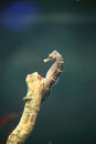 Seahorse Royalty Free Stock Photo